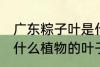 广东粽子叶是什么叶子 广东粽子叶是什么植物的叶子
