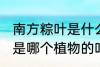 南方粽叶是什么植物的叶子 南方粽叶是哪个植物的叶子
