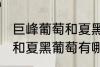 巨峰葡萄和夏黑葡萄的区别 巨峰葡萄和夏黑葡萄有哪些区别
