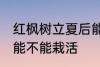 红枫树立夏后能栽活吗 红枫树立夏后能不能栽活