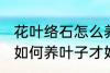 花叶络石怎么养叶子才好看 花叶络石如何养叶子才好看