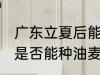 广东立夏后能种油麦菜吗 广东立夏后是否能种油麦菜