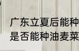 广东立夏后能种油麦菜吗 广东立夏后是否能种油麦菜