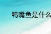 鸭嘴鱼是什么鱼 鸭嘴鱼的介绍