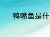 鸭嘴鱼是什么鱼 鸭嘴鱼的介绍