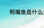 鸭嘴鱼是什么鱼 鸭嘴鱼的介绍