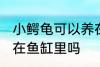 小鳄龟可以养在鱼缸里吗 小鳄龟能养在鱼缸里吗