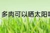 多肉可以晒太阳吗 多肉能不能晒太阳