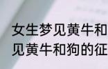 女生梦见黄牛和狗有什么兆头 女生梦见黄牛和狗的征兆