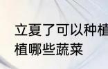 立夏了可以种植什么蔬菜 立夏可以种植哪些蔬菜