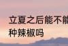 立夏之后能不能种辣椒 立夏之后可以种辣椒吗