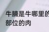 牛腩是牛哪里的肉 牛腩是牛身上哪个部位的肉