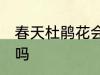 春天杜鹃花会怎么样 春天杜鹃花开花吗