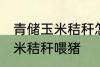 青储玉米秸秆怎样喂猪 如何做青储玉米秸秆喂猪