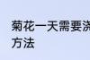 菊花一天需要浇几次水 菊花一天浇水方法