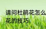 请问杜鹃花怎么养不爱死啊 养殖杜鹃花的技巧