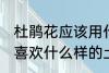 杜鹃花应该用什么样的土来养 杜鹃花喜欢什么样的土壤