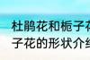 杜鹃花和栀子花长什么样 杜鹃花和栀子花的形状介绍