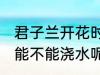 君子兰开花时能浇水吗 君子兰开花时能不能浇水呢