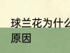 球兰花为什么不开花 球兰花不开花的原因
