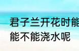 君子兰开花时能浇水吗 君子兰开花时能不能浇水呢