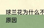球兰花为什么不开花 球兰花不开花的原因