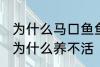 为什么马口鱼鱼缸养不活 马口鱼鱼缸为什么养不活