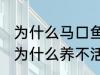 为什么马口鱼鱼缸养不活 马口鱼鱼缸为什么养不活