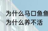 为什么马口鱼鱼缸养不活 马口鱼鱼缸为什么养不活