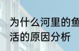 为什么河里的鱼养不活 河里的鱼养不活的原因分析