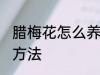 腊梅花怎么养家庭养法 腊梅花的养殖方法