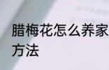 腊梅花怎么养家庭养法 腊梅花的养殖方法