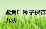 紫角叶种子保存方法 紫角叶种子保存办法