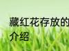藏红花存放的方法 藏红花存放的方法介绍