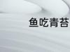 鱼吃青苔吗 鱼吃不吃青苔