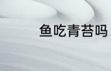 鱼吃青苔吗 鱼吃不吃青苔
