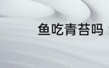 鱼吃青苔吗 鱼吃不吃青苔