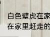 白色壁虎在家里怎么赶走它 白色壁虎在家里赶走的方法