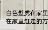 白色壁虎在家里怎么赶走它 白色壁虎在家里赶走的方法