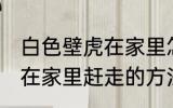 白色壁虎在家里怎么赶走它 白色壁虎在家里赶走的方法
