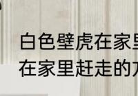 白色壁虎在家里怎么赶走它 白色壁虎在家里赶走的方法