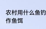 农村用什么鱼钓鱼最好 在农村如何制作鱼饵