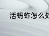 活蚂蚱怎么处理 活蚂蚱如何处理
